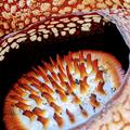 a rare glimpse of the interior of rafflesia arnoldii