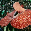 rafflesia arnoldii the largest flower in the world