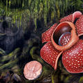 rafflesia banaoana in kalinga luzon artwork by chris thorogood