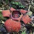 rafflesia banaoana in kalinga the philippines