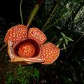 rafflesia banaoana one of the largest species of rafflesia in in the philippines