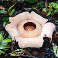 rafflesia bengkuluensis in south bengkulu sumatra