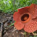 rafflesia kemumu in north bengkulu sumatra