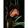 rafflesia leonardi in bud in the philippines artwork by chris thorogood