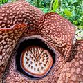 spare of rafflesia arnoldii in central bengkulu sumatra