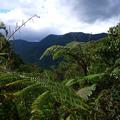 the rainforest habitat of rafflesia in kalinga the philippines