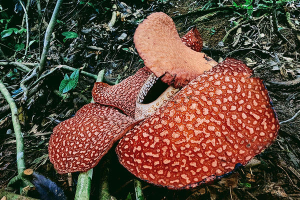 rafflesia arnoldii bengkulu sumatra 1