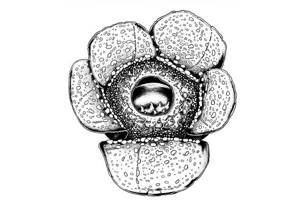 rafflesia balatociana 1