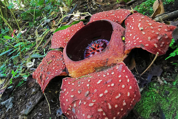 rafflesia banaoana in kalinga the philippines 1
