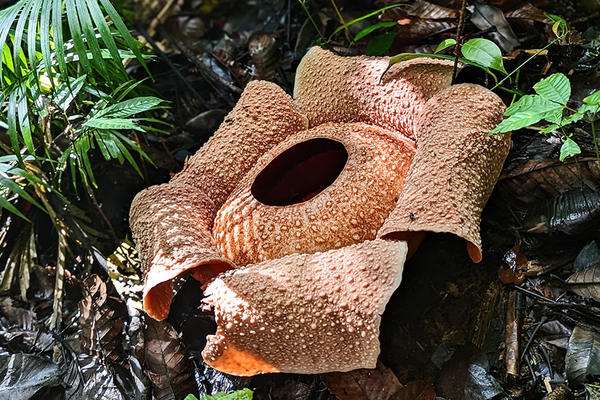 rafflesia bengkuluensis sumatra 1