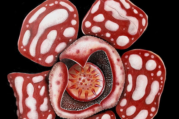 rafflesia hasseltii 1
