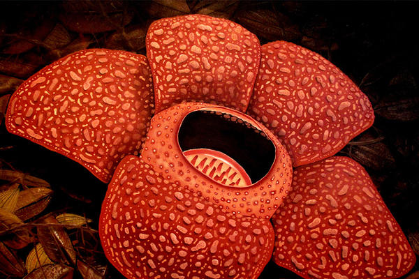 rafflesia keithii 1