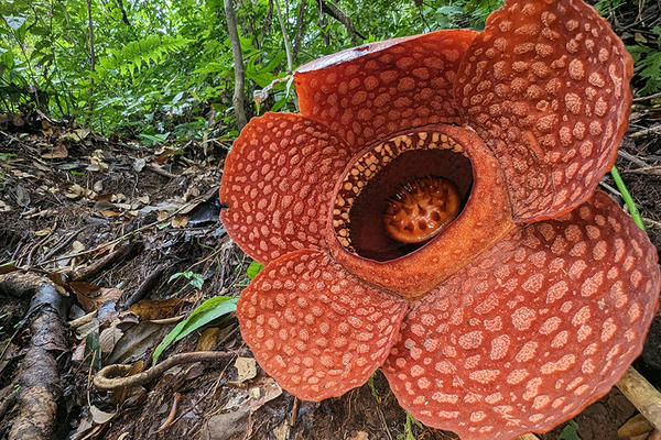 rafflesia kemumu in north bengkulu sumatra 1