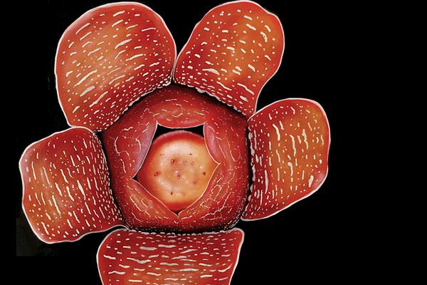 rafflesia meijeri 1