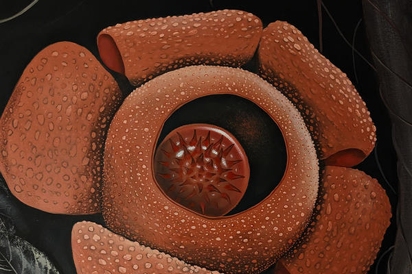 rafflesia patma 1
