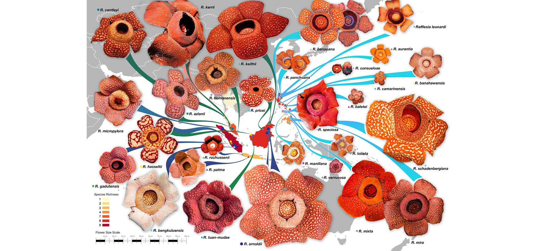 rafflesia species of the world 1