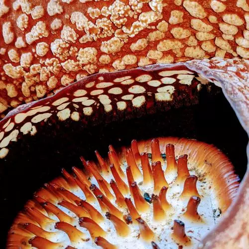 a rare glimpse of the interior of rafflesia arnoldii