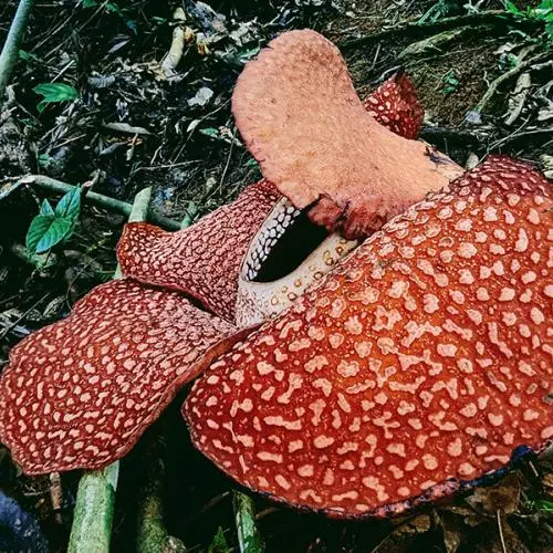 rafflesia arnoldii the largest flower in the world