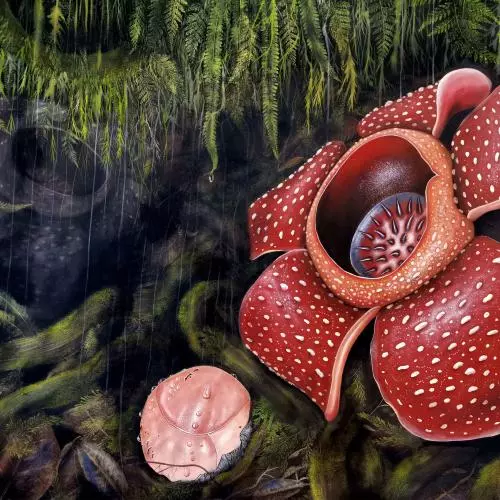 rafflesia banaoana in kalinga luzon artwork by chris thorogood