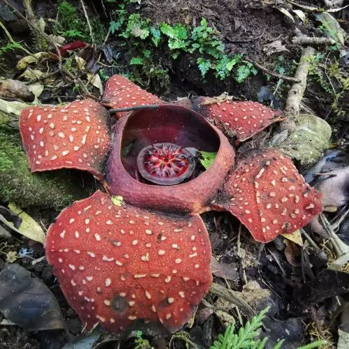 rafflesia banaoana in kalinga the philippines