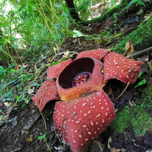rafflesia banaoana in kalinga the philippines