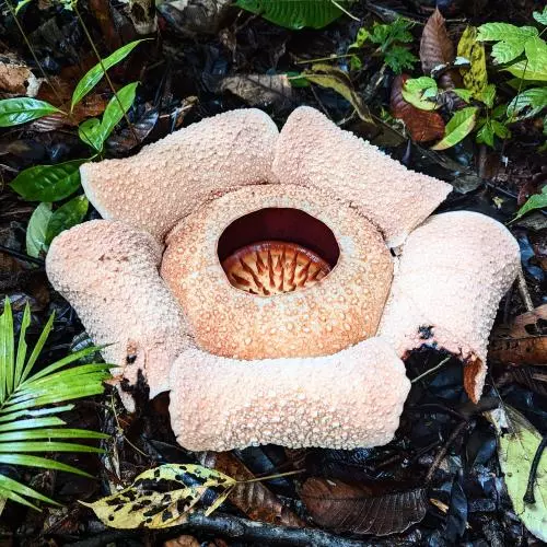 rafflesia bengkuluensis in south bengkulu sumatra