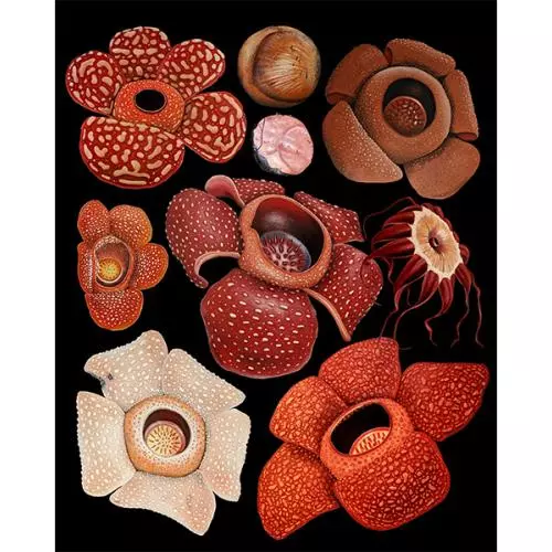 rafflesia montage of oil paintings artwork by chris thorogood