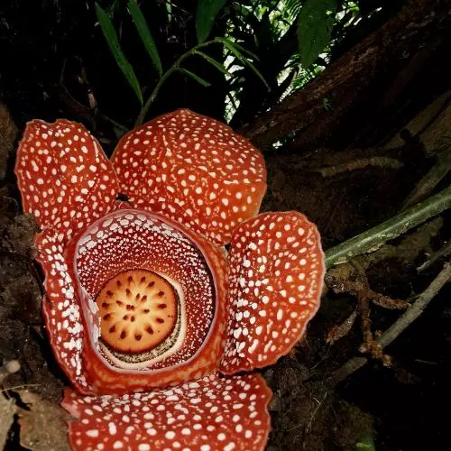 rafflesia panchoana in the philippines