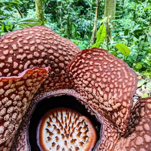 spare of rafflesia arnoldii in central bengkulu sumatra