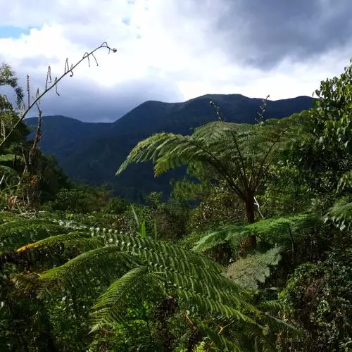 the rainforest habitat of rafflesia in kalinga the philippines