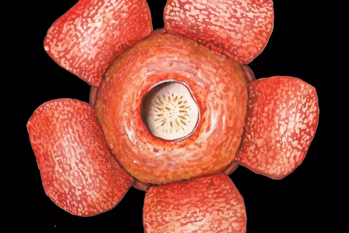 rafflesia aurantia