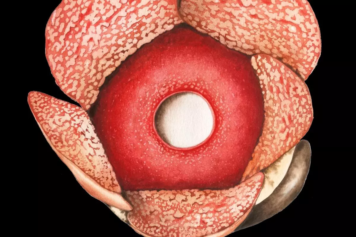 rafflesia consueloae
