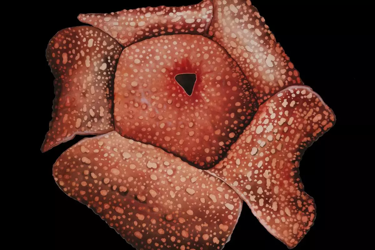 rafflesia micropylora