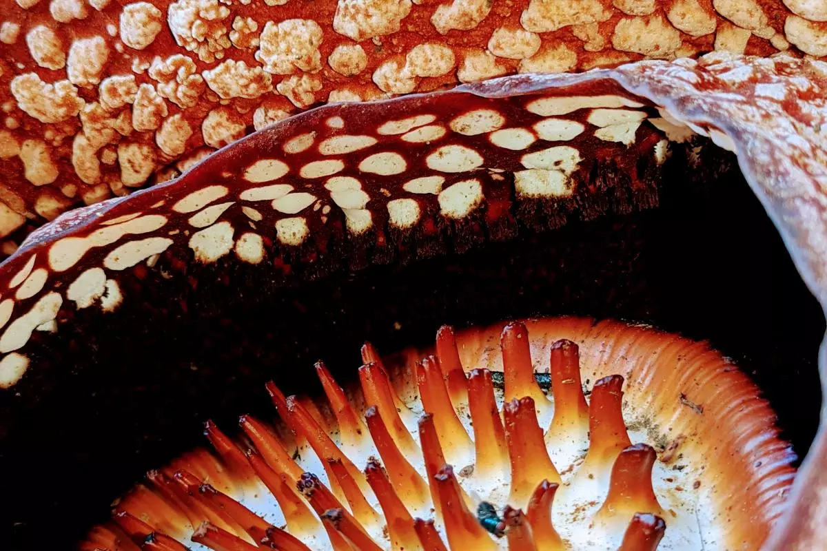 a rare glimpse of the interior of rafflesia arnoldii