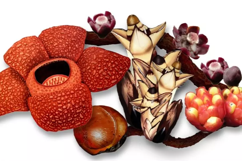 parasitic plants