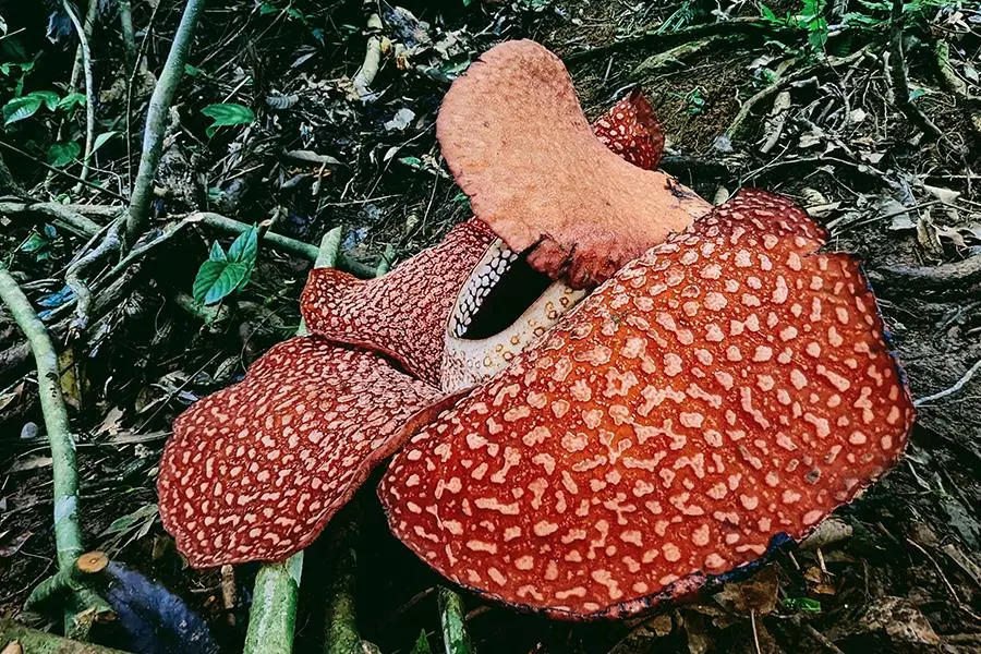 rafflesia arnoldii bengkulu sumatra 1