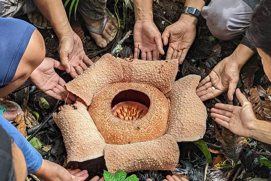 rafflesia bengkuluensis sumatra 1