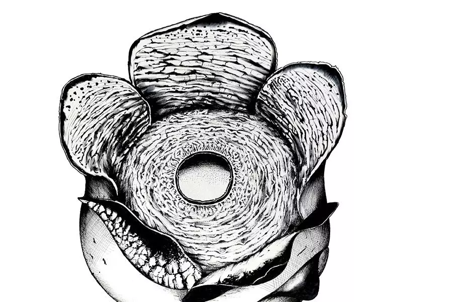 rafflesia consueloae 1