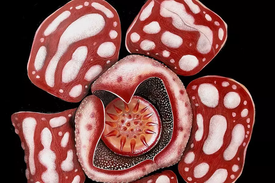 rafflesia hasseltii 1