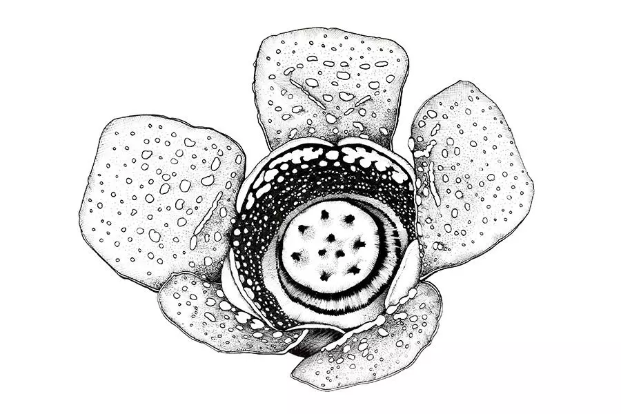 rafflesia lobata 1