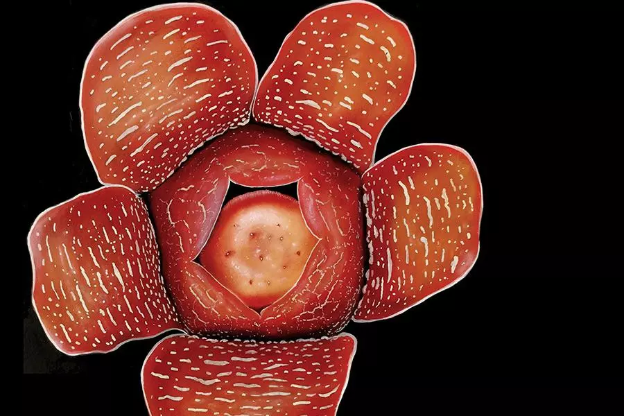 rafflesia meijeri 1