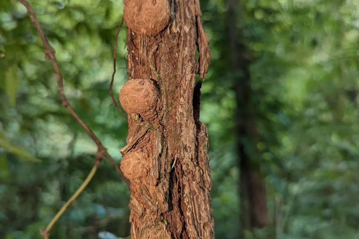 rafflesia panchoana on its host tetrastigma vine