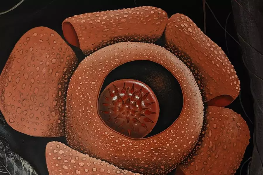 rafflesia patma 1