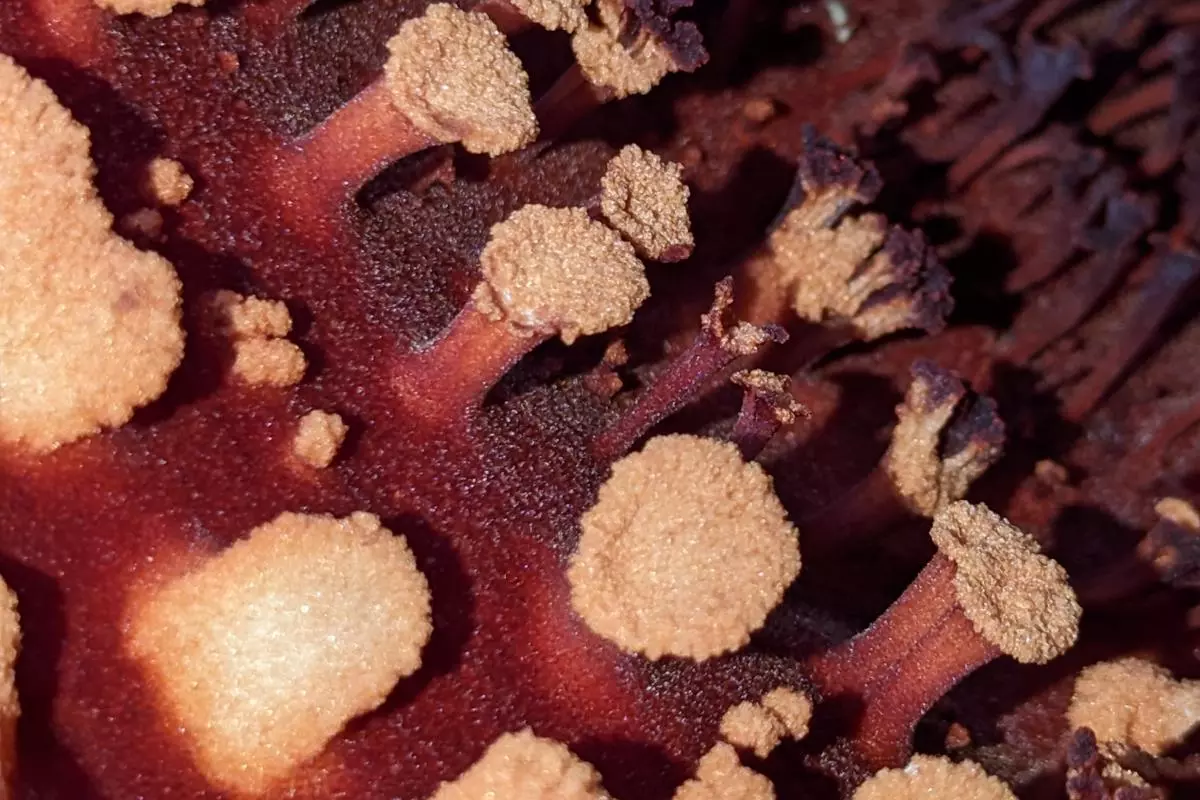 rafflesia ramenta