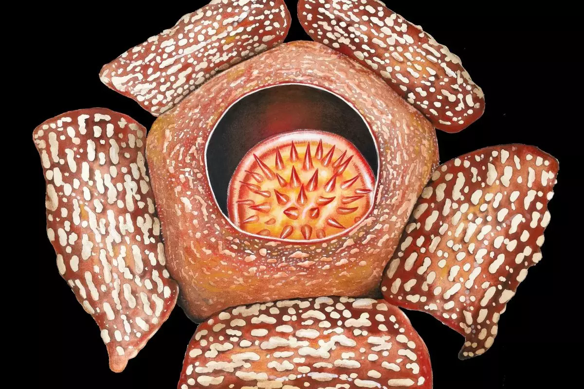 rafflesia speciosa