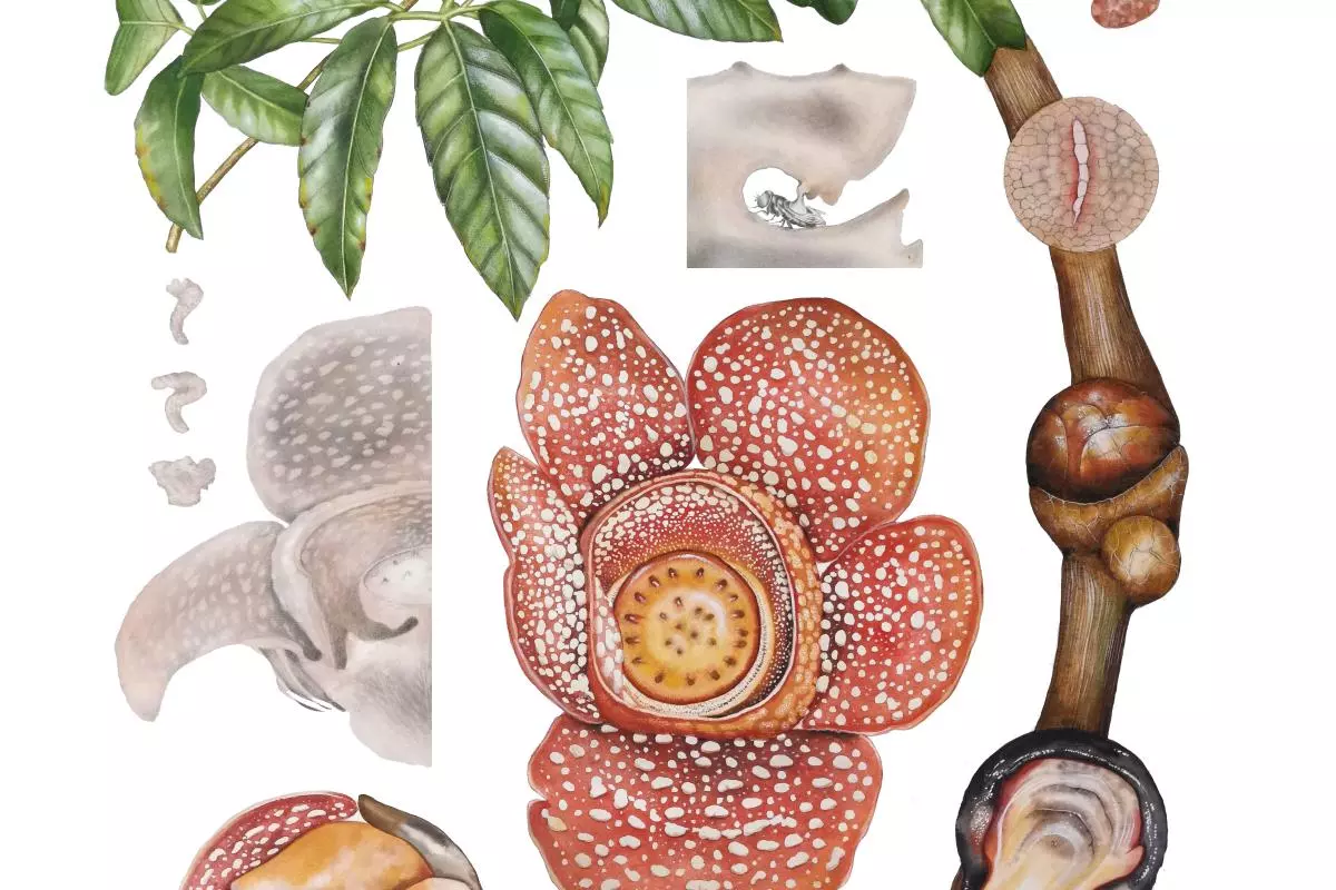 the life cycle of rafflesia
