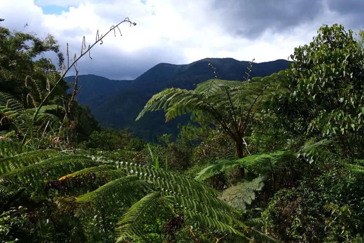 the rainforest habitat of rafflesia in kalinga